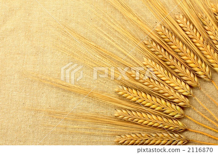 Ear of wheat Ear of wheat 2116870
