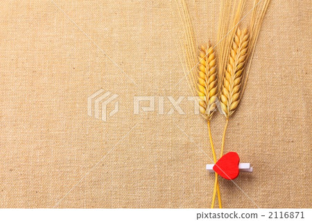 Barley Barley 2116871