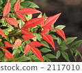 Red and green leaves 2117010