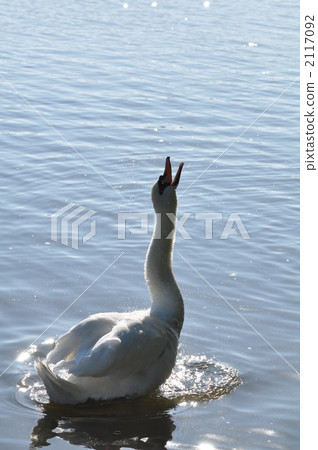 啞音天鵝 疣鼻天鵝 天鵝 2117092