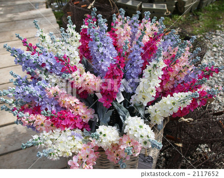 Larkspur cut flower pastel color Larkspur cut flower pastel color 2117652