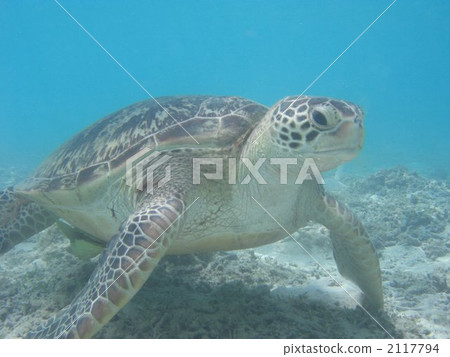 一隻烏龜 2117794