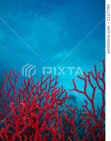 紅色和藍色 2117799