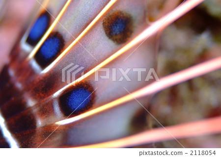 Nettai Minowashago Nettai Minowashago 2118054