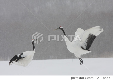 dancing, crane, cranes 2118353