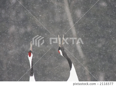 鶴 丹頂鶴 日本吊車 2118377