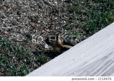 rodentia, terrestrial animal, squirrel 2118478
