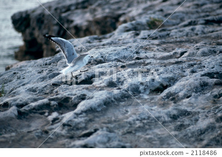 creature, living thing, gull 2118486