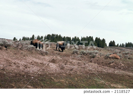 陸生動物 威嚇 生物 2118527