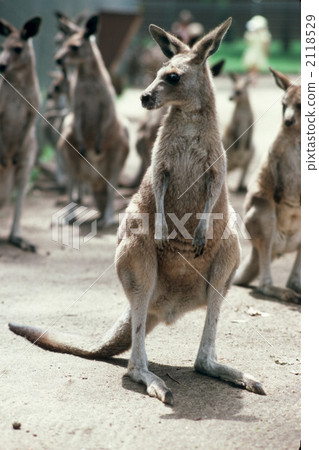 陸生動物 袋鼠 陸上動物 2118529