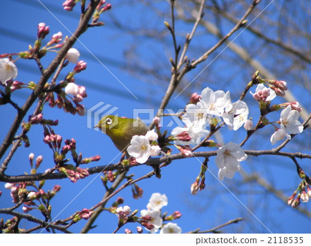 Cherry blossoms and white-eye Cherry blossoms and white-eye 2118535