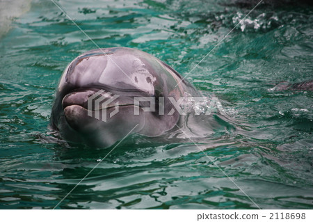 來自海豚的問候 2118698