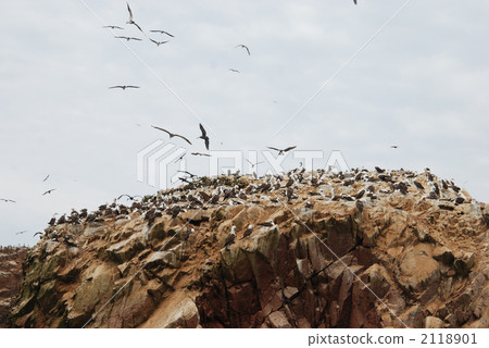 bird, birds, fowls 2118901