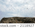 bird, birds, fowls 2118927