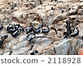bird, birds, fowls 2118928