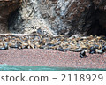 sea lion, seal, sealion 2118929