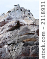 seal, sealion, precipitous cliff 2118931