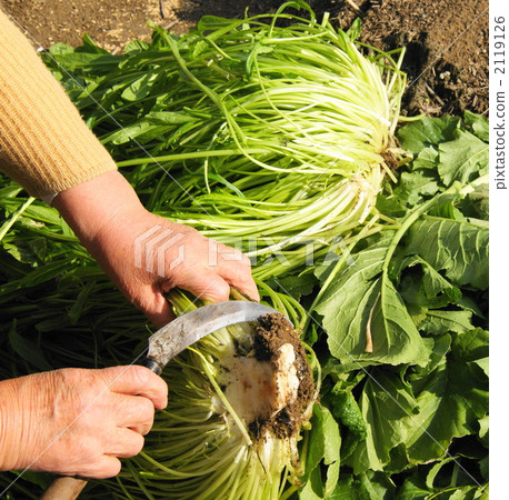 蔬菜 枯木亞麻抽 拍 2119126