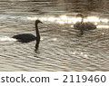 Swan in the Nagamo Numa 2119460