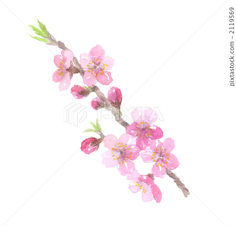 桃花和樹枝 2119569