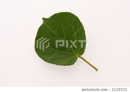 Longevity leaves 2119722