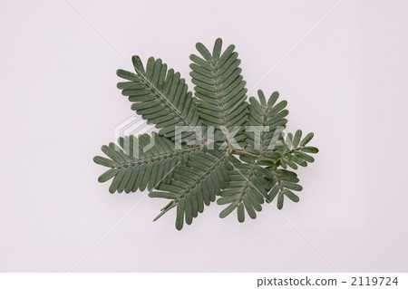 Silver leaves Acacia leaves Silver leaves Acacia leaves 2119724