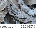 Winter Crystal 2120378