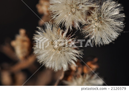 蓬鬆的宏 2120379