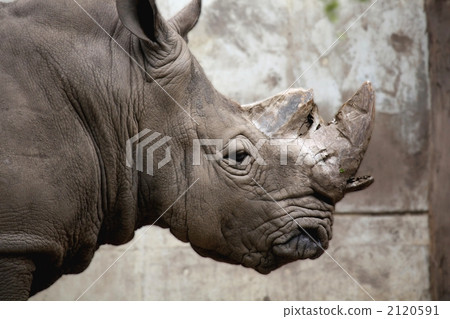 陸上動物 哺乳類 哺乳類動物 2120591