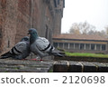鴿子 鴿 郊區 2120698