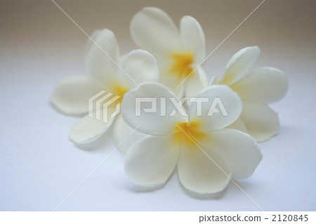 Overlapped Frangipani 2120845