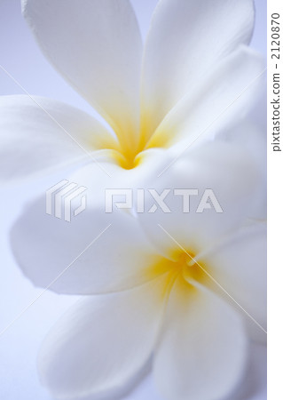 Overlapped Frangipani 2120870
