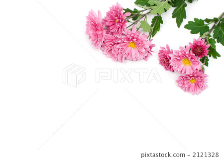 紫色菊花花 紫色菊花花 2121328