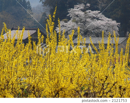 April Forsythia · Moosei family 15 2121753
