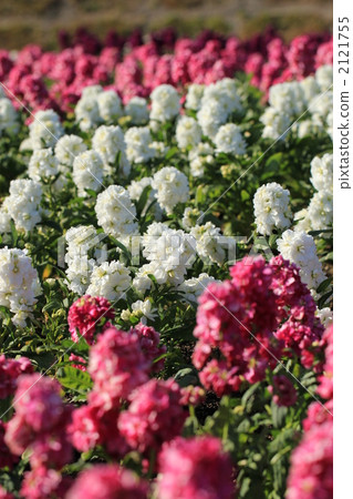 Stock flowers 2121755