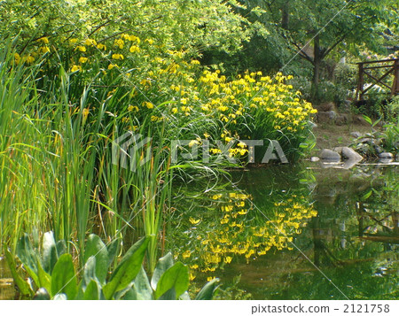 0月Kishowubu鳶尾科05 2121758