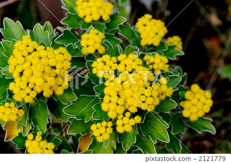 菊花pacificum 2121779