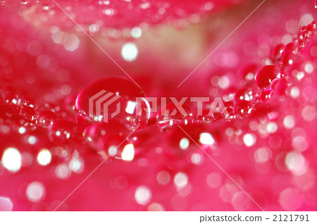 玫瑰花瓣中有很多滴 2121791