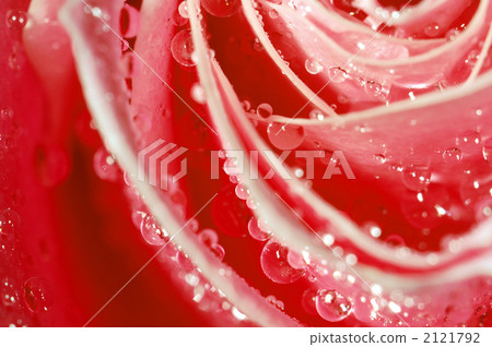 落在玫瑰花瓣中 2121792