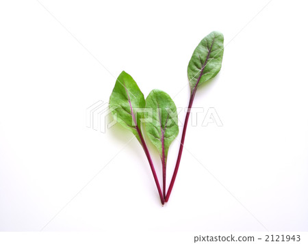 底特律紅寶石女王（嬰兒葉材料） 2121943