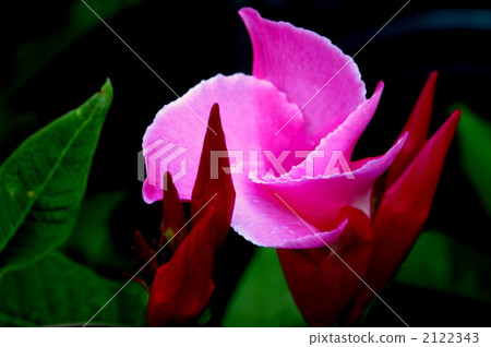 mandevilla, diburadenia, botanic 2122343