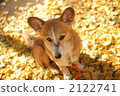 corgi, dog, dogs 2122741