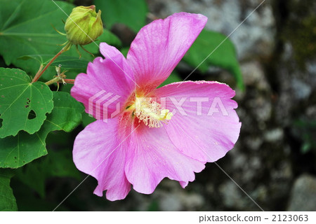 芙蓉的臉 2123063