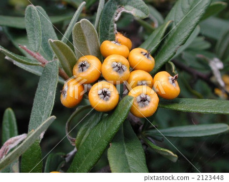 Tachibana mododuki Tachibana mododuki 2123448