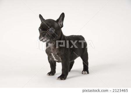 puppy, small dog, doggy 2123465
