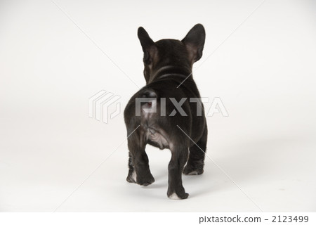 puppy, small dog, doggy 2123499
