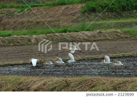 蒼鷺 騙子 野生鳥類 2123690