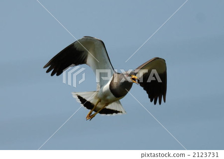 灰頭田鳧 鳥兒 鳥 2123731