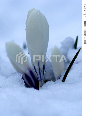 crocus, white crocus, tokachi 2123764