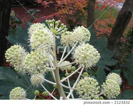 Winter flower Aoki night Long white flowers in autumn leaves and outstanding flowers 2123832